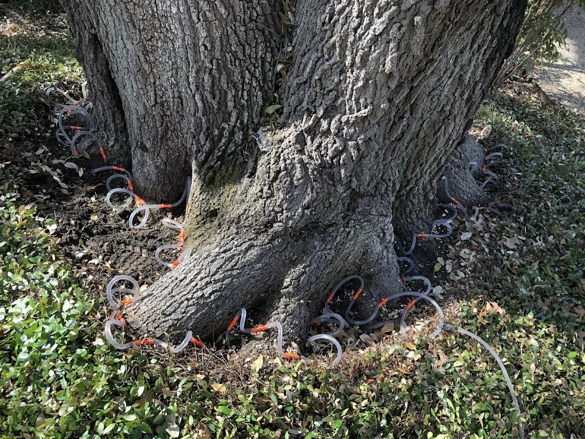 Detailed Tree Cabling and Bracing job site in Strawberry